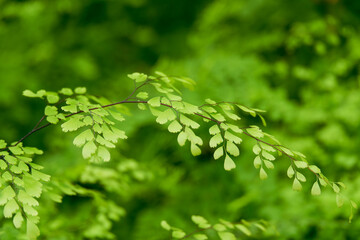 Green fern leaves nature background
