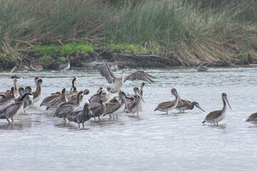 California Pelicans