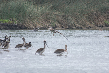 California Pelicans