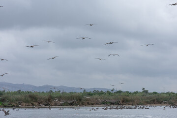 California Pelicans