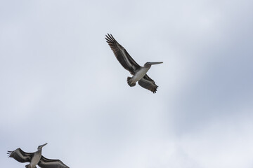 California Pelicans