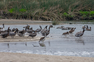 California Pelicans