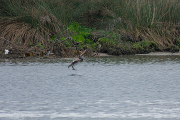 California Pelicans