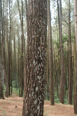 beautiful pine forest. Latin name for pine is Pinus. Pine forests are widely spread throughout the world.