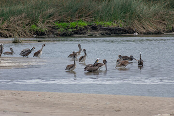 California Pelicans