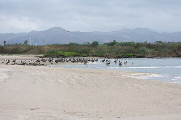 Fototapeta na wymiar California Pelicans