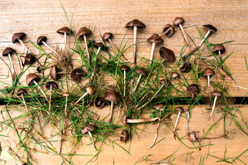 Mushrooms and grass on a wooden deck