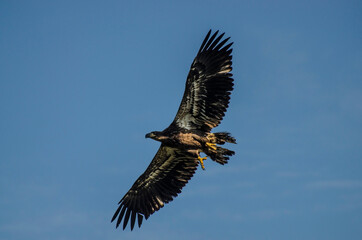 Juvenile bald eagle in flight
