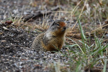 Ground Squirrel