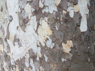 tree with rough layered grey bark
