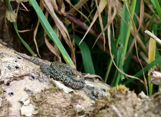 A common lizard basking in the sun. This is a young male and is coiled round itself to maintain warmth. Scientific name Zootoca vivipara.