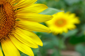 close up of sunflower in a field 