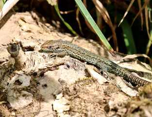 Young male common lizard in full sun basking to keep warm. Scientific name Zootoca vivipara. The sunlight shows off its vibrant colours and marking along its body.