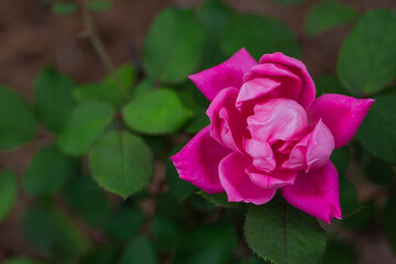 Pink knockout rose with soft background