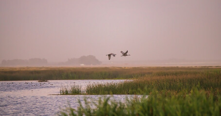 sandhill cranes flying over the wetland