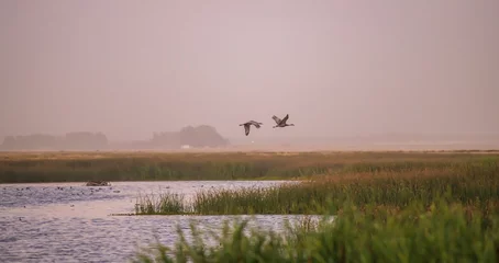 Foto op Plexiglas sandhill cranes flying over the wetland © MierCat Photography