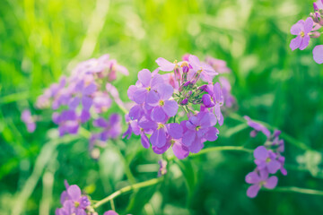 Purple Wildflowers in the Summer