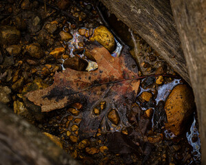 leaf in water