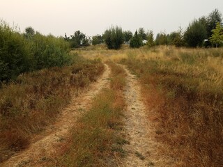 Fototapeta na wymiar trail or tire tracks in brown and green grasses with trees