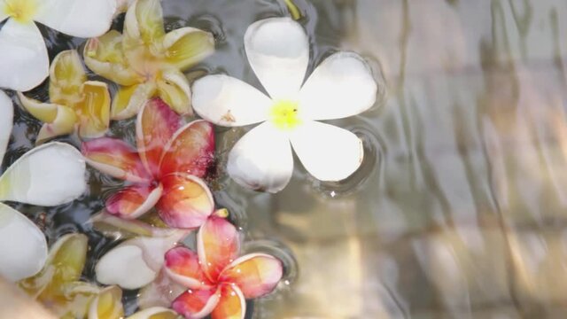 Beautiful plumeria flowers in the pond where the sun shines a concept about spa and relaxation