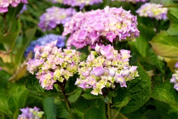 Hortensias en fleur au printemps