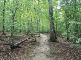 trail in the forest with a white mark on a tree