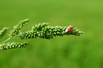 ladybird or insect on a green grass flower 