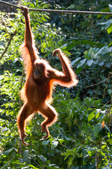 Borneo Orangutang at Sepilok Orangutan Rehabilitation centre © Ken Griffiths