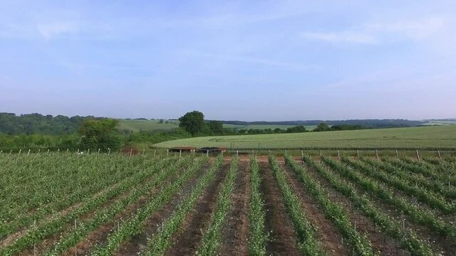 Hampshire Countryside and Hambledon Vineyard UK