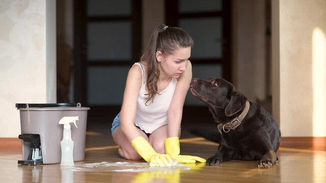 The dog looks guilty at the mistress who washes the floor after the dog stained the floor. View of the woman who washes the floor, the culprit lies nearby - the dog
