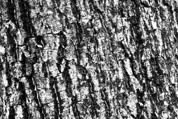 Tree bark texture close up