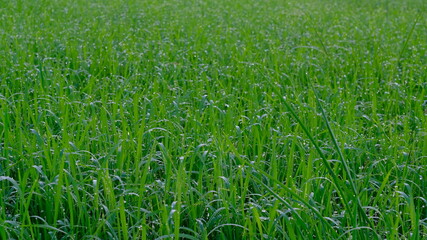 Green Paddy Plants with morning dew during sunrise