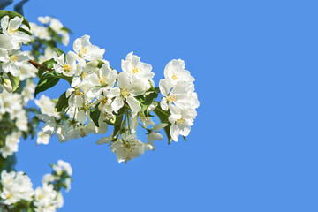 Apple tree floral. Bright summer background. Spring white fruit flowers. Spring texture. Creative trend composition. Springtime elements. Blue sky. Copyspace. Place for text