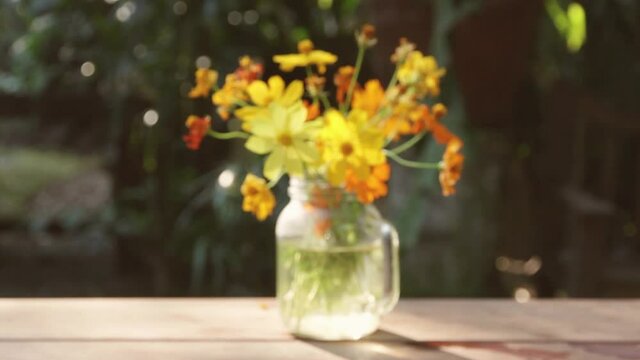 The beautiful yellow cosmos in a vase placed on a wooden table with the light from the sunset