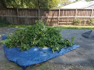 a load of leaves in a blue tarp - obrazy, fototapety, plakaty