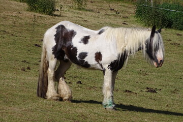 Schönes Pferd auf der Weide