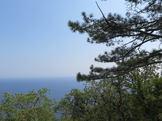 pine tree on the shore