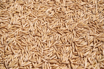Oat grain texture. Natural organic market. Closeup ecology. Farming flakes view. Groats wallpaper. Whole oatmeal background. Crop cereal seeds. Brown and yellow heap. Hard shadows. Sun day