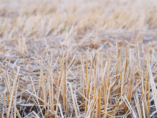 Close up brown straw of rice field after harvesting.