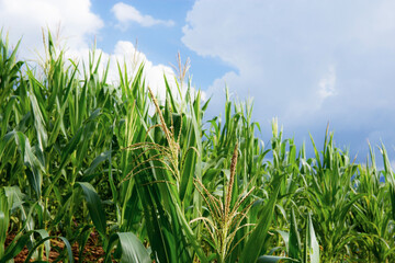 Corn tree at sunlight.