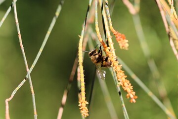Honey Bee collecting nectar and pollen from Sheoak tree, South Australia