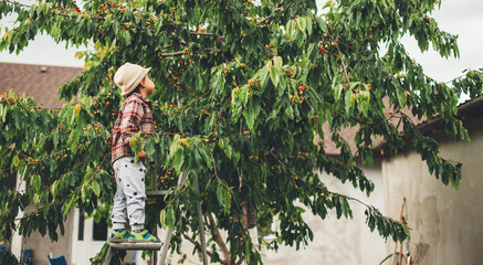 Cute caucasian boy picking up cherries from the tree wearing a hat and using a ladder