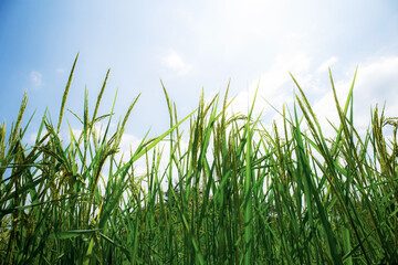 Fototapeta premium Rice are growing at sky.