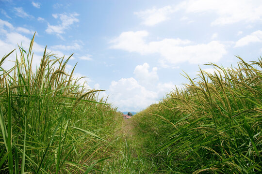 Rice on fields in countryside. © RK1919