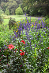 Beautiful Australian garden featuring purple Lythrum salicaria, jacarandas,daisies and english garden plants, featuring rusty wrought iron garden edging.