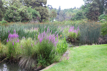 Beautiful Australian garden featuring purple Lythrum salicaria, jacarandas,daisies and english...