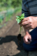 Close up of gardener's hands holding  pepper seedlings - selective focus