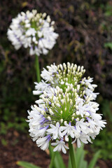 Beautiful purple and white Agapanthus flowers with leaves in background