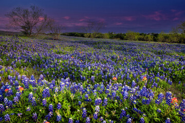 Bluebonnet Filled Meadow Near Ennis