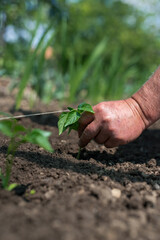 Close up of gardener's hands planting a pepper seedling in the vegetable garden - selective focus